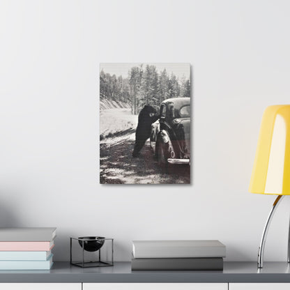 Yellowstone Bear Car Stretched Canvas 1.5" 12″ x 16″