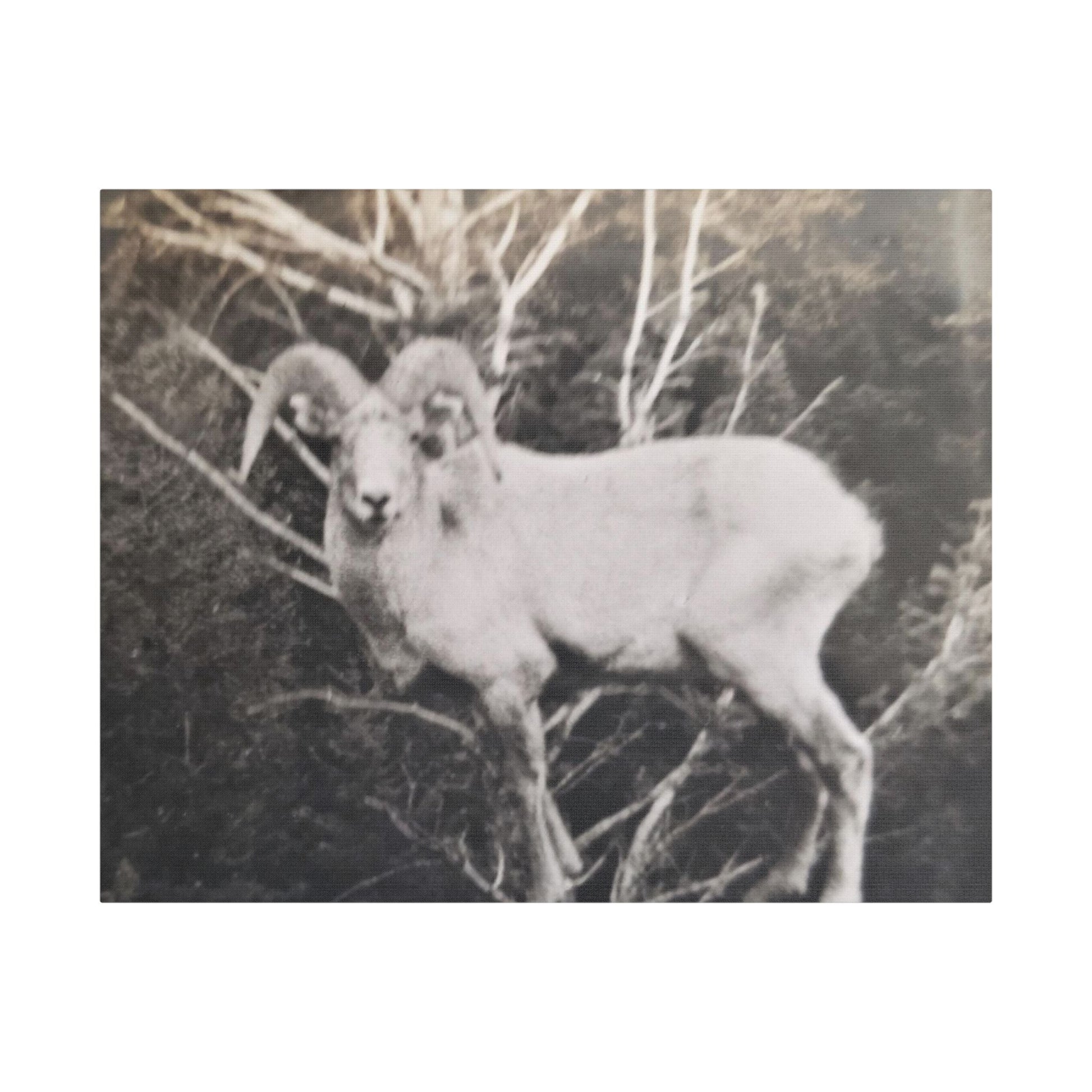 Yellowstone Big Horn Sheep Satin Canvas Stretched