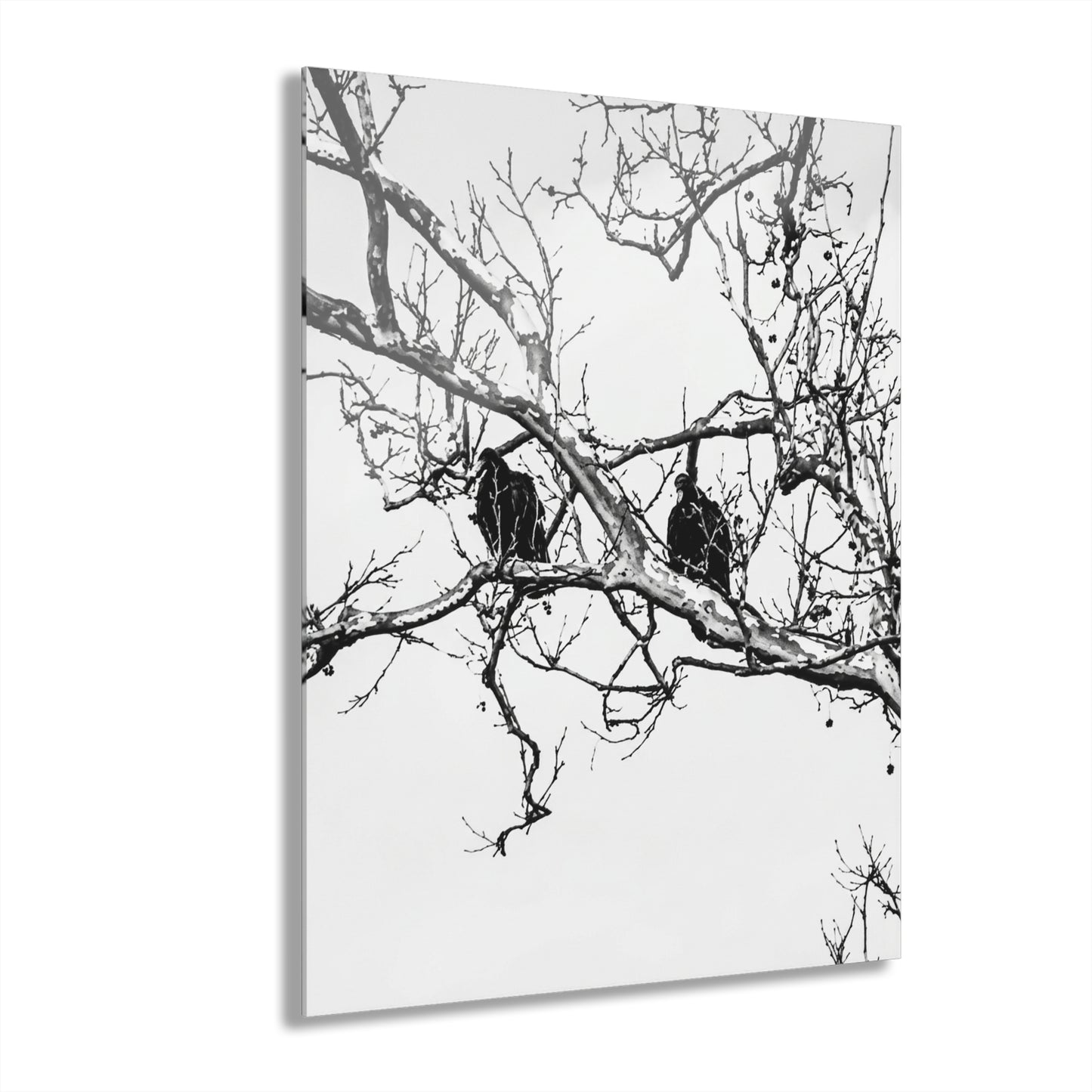 Black & White Buzzards Silhouette Acrylic Print — Modern Minimalist Wall Art - - Home Decor