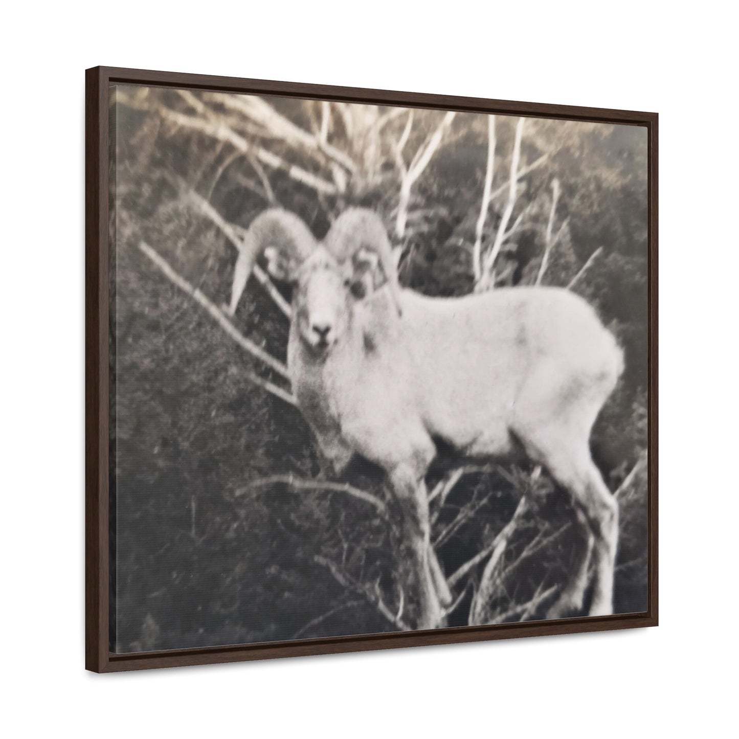 Yellowstone Big Horn Sheep Gallery Canvas Wraps, Horizontal Frame