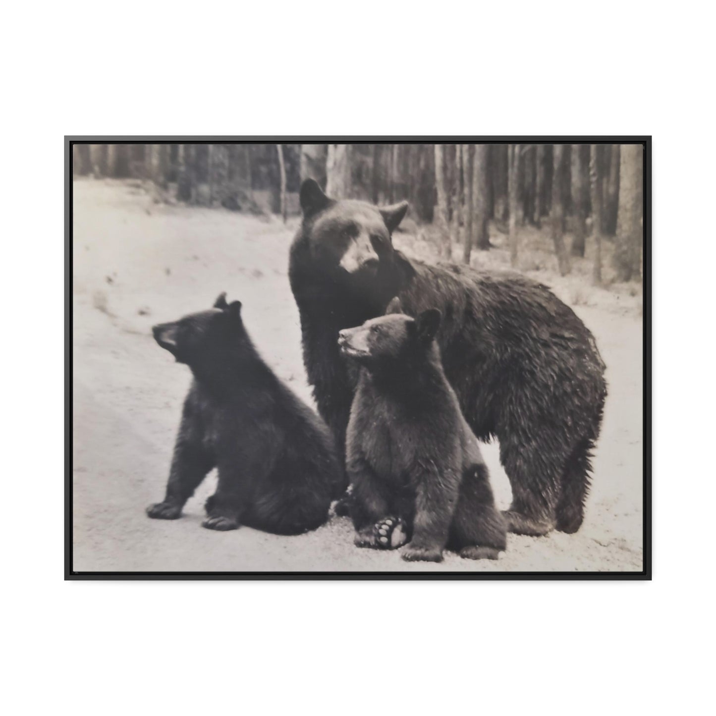 Yellowstone Black Bears Gallery Canvas Wraps, Horizontal Frame