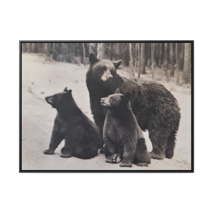 Yellowstone Black Bears Gallery Canvas Wraps