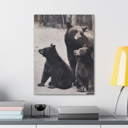 Yellowstone Black Bears Canvas Gallery Wraps 18″ x 24″ 1.25"