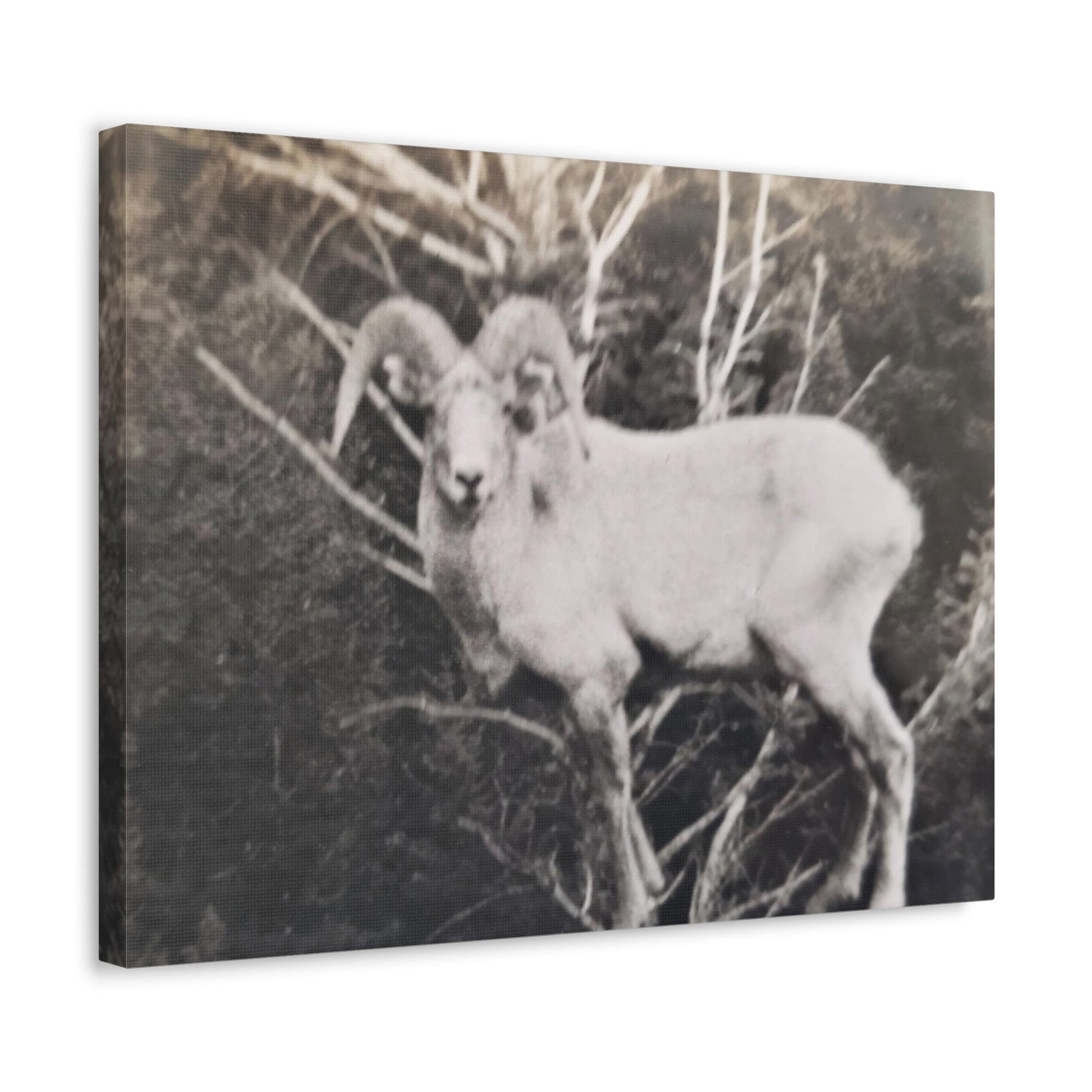 Yellowstone Big Horn Sheep Stretched Canvas