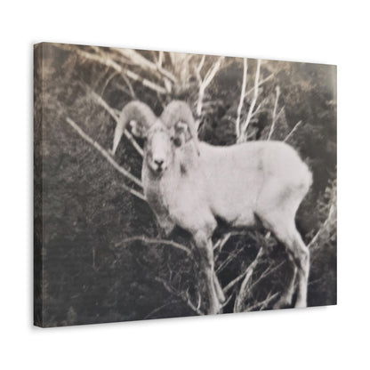 Yellowstone Big Horn Sheep Stretched Canvas