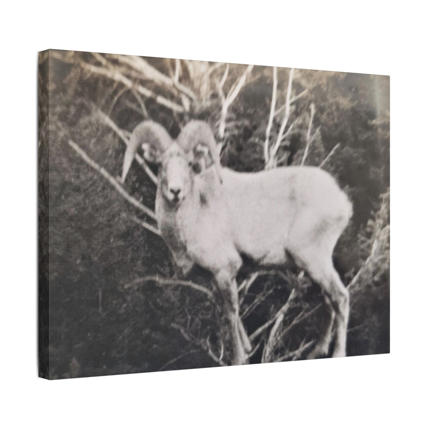 Yellowstone Big Horn Sheep Satin Canvas, Stretched