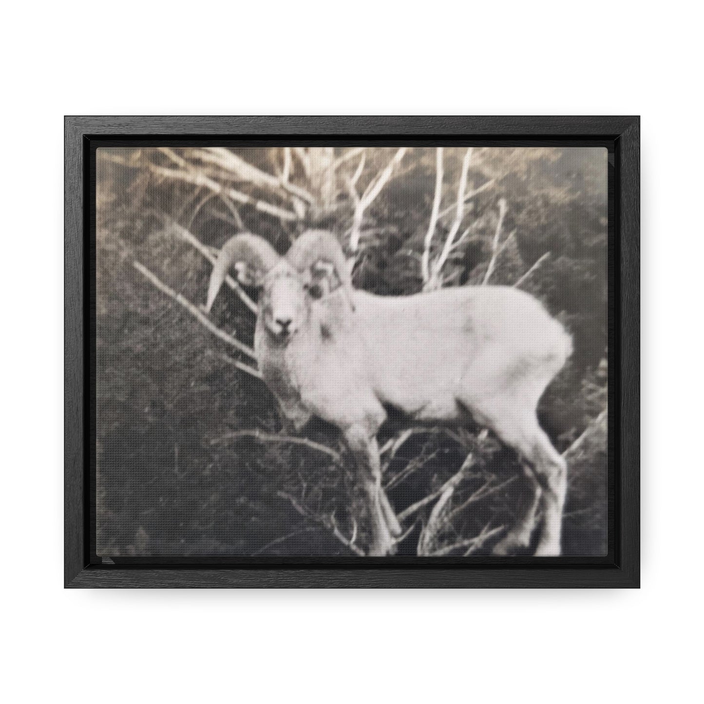 Yellowstone Big Horn Sheep Gallery Canvas Wraps, Horizontal Frame