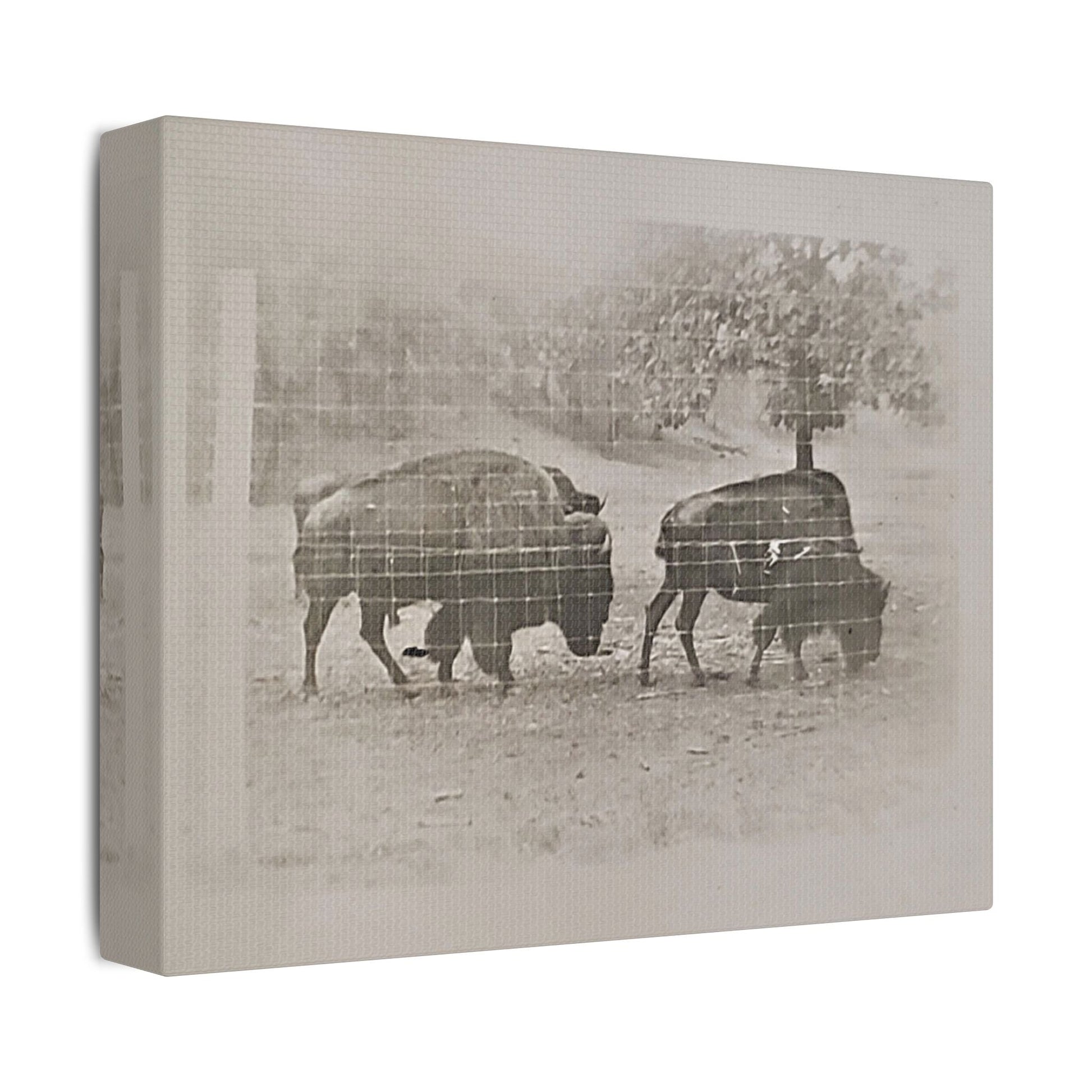 Buffalo at Redwood Falls Satin Canvas Stretched