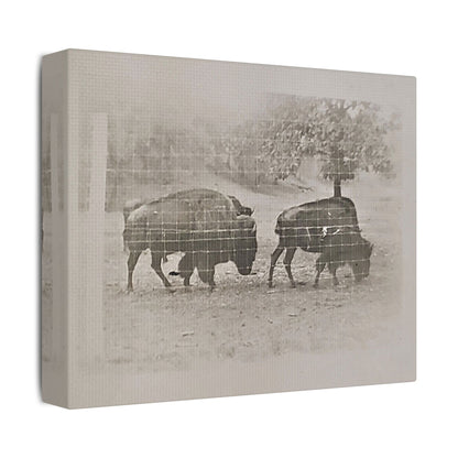 Buffalo at Redwood Falls Satin Canvas Stretched