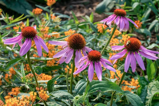 Double Echinacea Coneflower Seeds - 1000 - - garden flowers