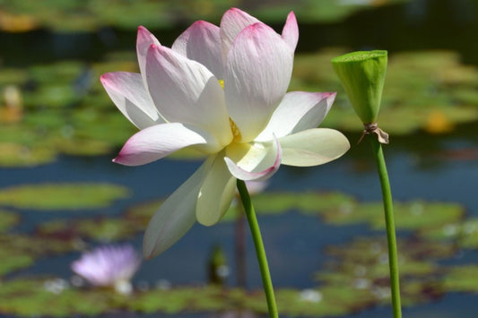 Sacred Lotus Flower Seeds - Edible Aquatic Water Lily - - Flower Seeds