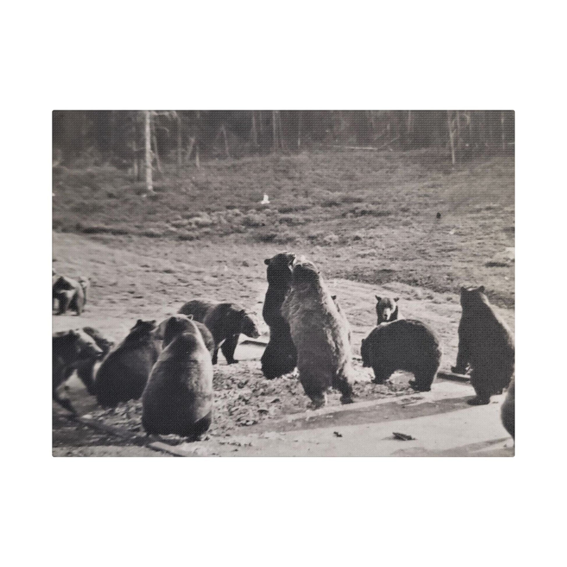 Yellowstone Grizzly Bears Satin Canvas Stretched