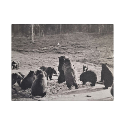 Yellowstone Grizzly Bears Satin Canvas Stretched
