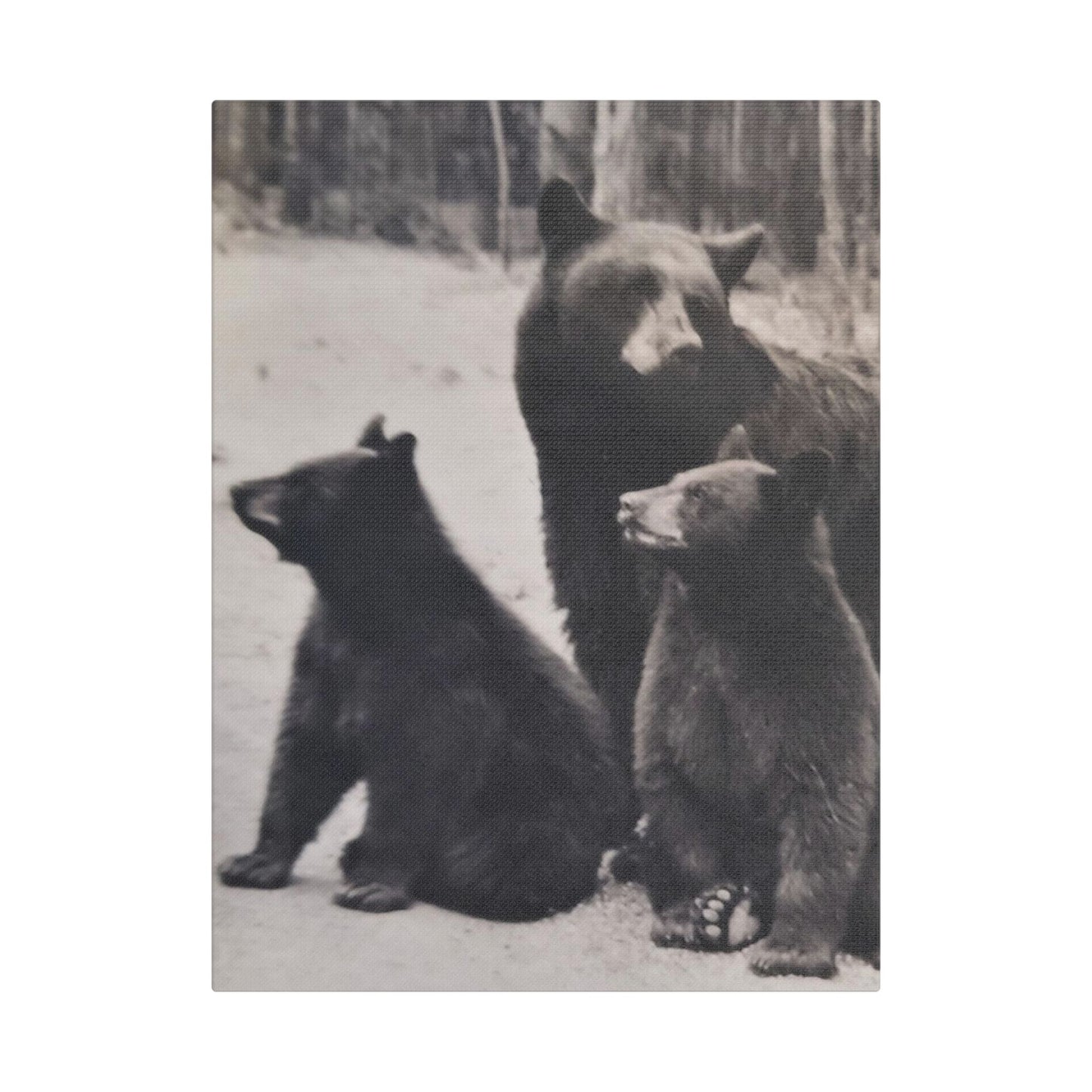 Yellowstone Black Bears Satin Canvas, Stretched