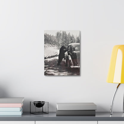 Yellowstone Bear Car Stretched Canvas 1.5" 11″ x 14″