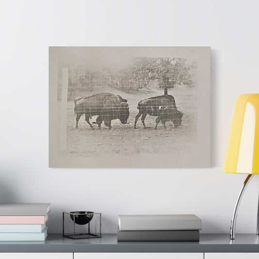 Buffalo at Redwood Falls Satin Canvas Stretched - 24″ x 18″ (Horizontal) 1.5" - Canvas