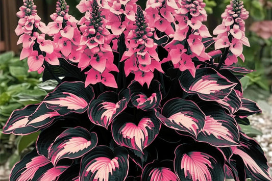 Perennial Hosta Flower Seeds - 200+ Seeds - - garden flowers