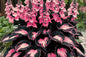 Perennial Hosta Flower Seeds - 200+ Seeds - - garden flowers