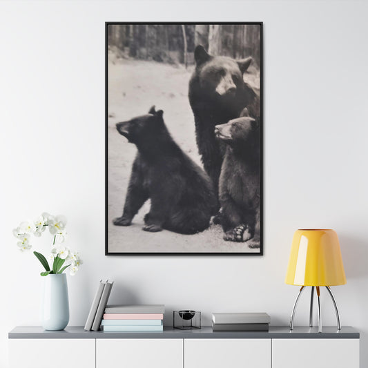 Yellowstone Back Bears Gallery Canvas Wraps, Vertical Frame