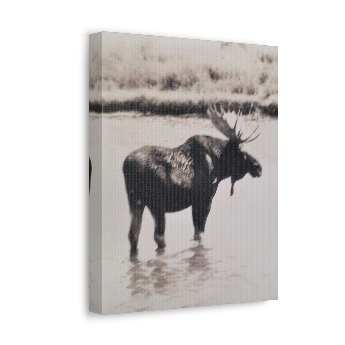 Yellowstone Bull Moose Stretched Canvas