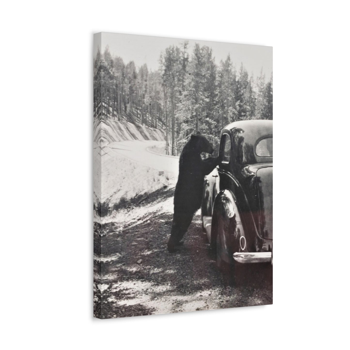 Yellowstone Bear Car Stretched Canvas