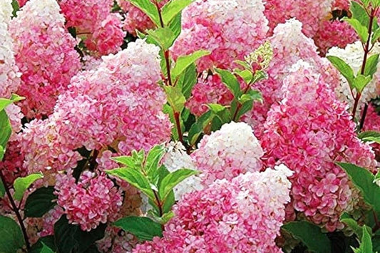 50+ Mix Perennial Flower Seeds - Vanilla Strawberry Hydrangea - - garden flowers