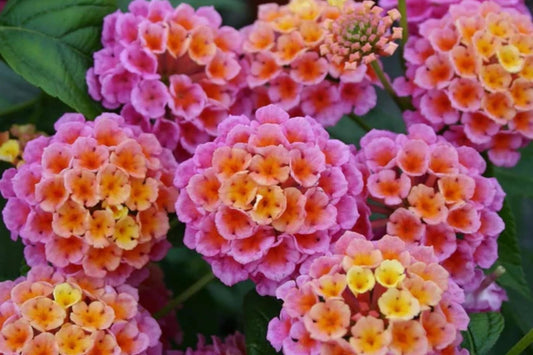 Lantana Flower Seeds - 300 Mixed Color Seeds - - Flower Seeds
