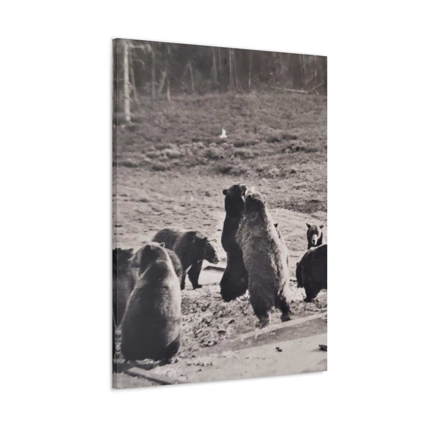 Yellowstone Grizzly Bears Canvas Gallery Wraps