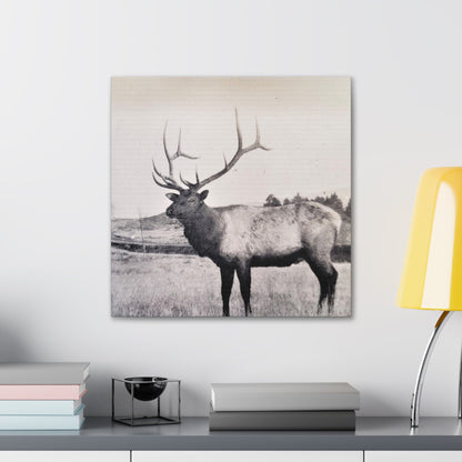 Yellowstone Bull Elk Canvas Gallery Wraps 20″ x 20″ 1.25"