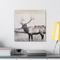 Yellowstone Bull Elk Canvas Gallery Wraps 20″ x 20″ 1.25"