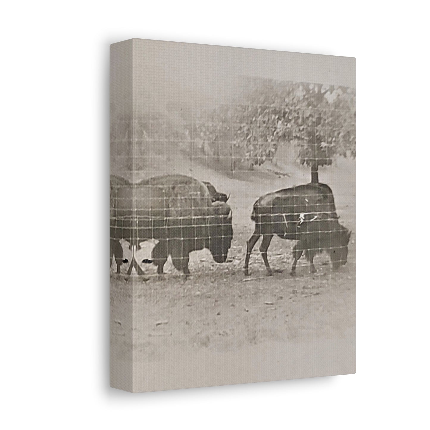 Buffalo at Redwood Falls Stretched Canvas