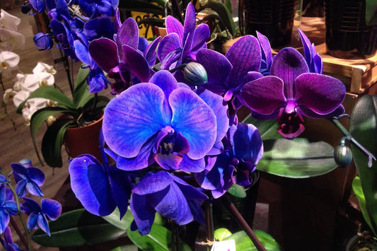 Phalaenopsis Orchid Seeds - 50 Pcs - - garden flowers