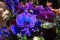 Phalaenopsis Orchid Seeds - 50 Pcs - - garden flowers