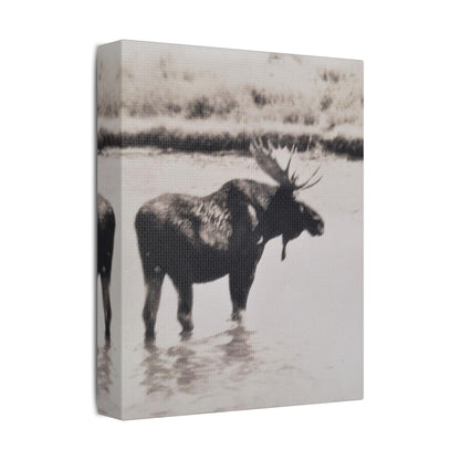 Yellowstone Bull Moose Satin Canvas Stretched