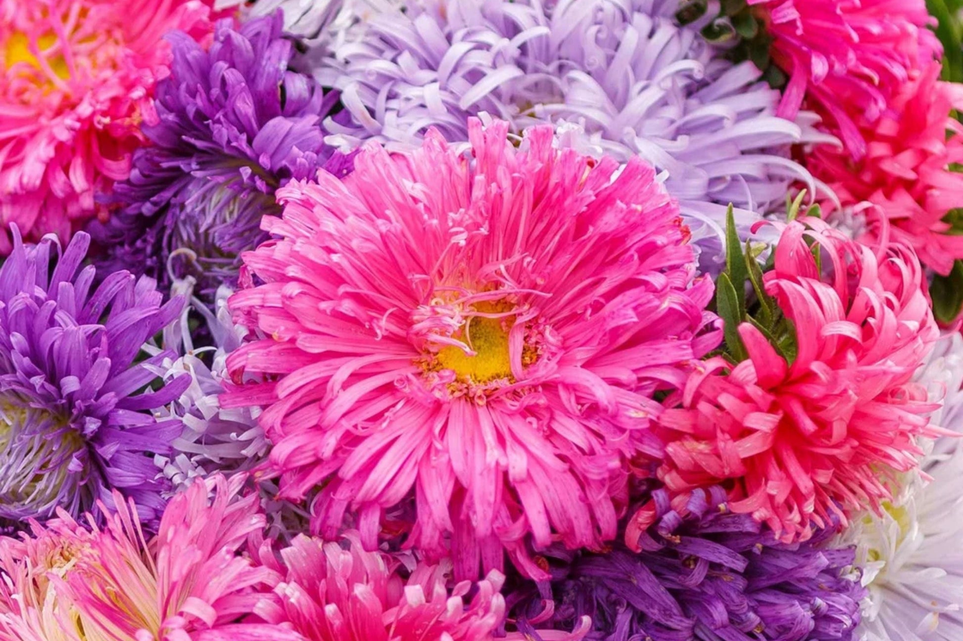 Giant California Aster Seeds Non-GMO Flower Seeds - - garden flowers