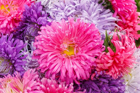 Giant California Aster Seeds Non-GMO Flower Seeds - - garden flowers