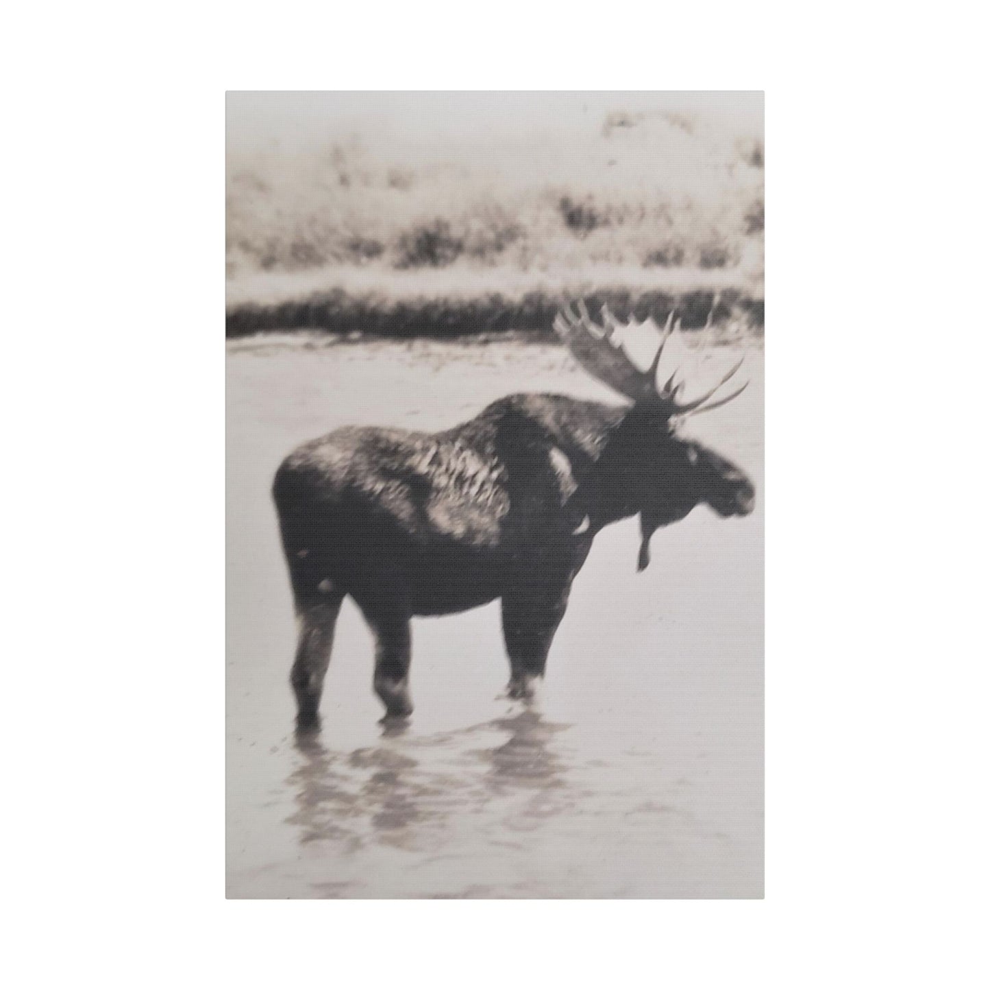 Yellowstone Bull Moose Satin Canvas Stretched
