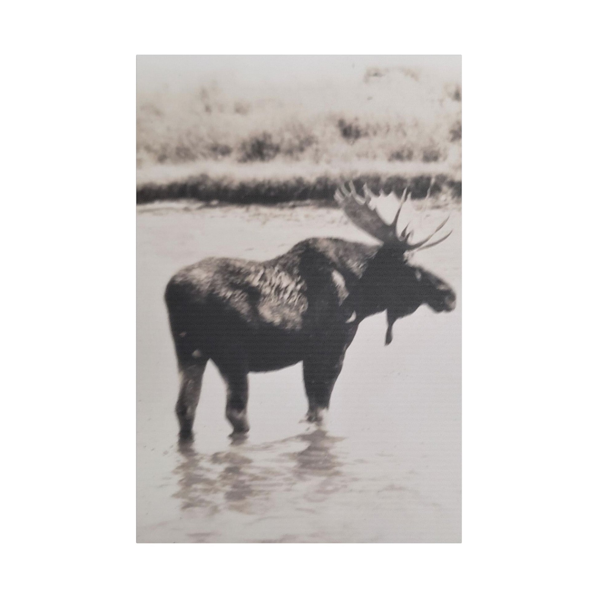 Yellowstone Bull Moose Satin Canvas Stretched