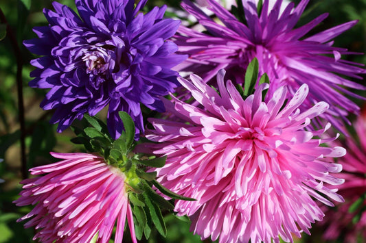 Ostrich Feather Mix Aster Seeds Non-GMO Heirloom Variety - - garden flowers