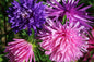 Ostrich Feather Mix Aster Seeds Non-GMO Heirloom Variety - - garden flowers