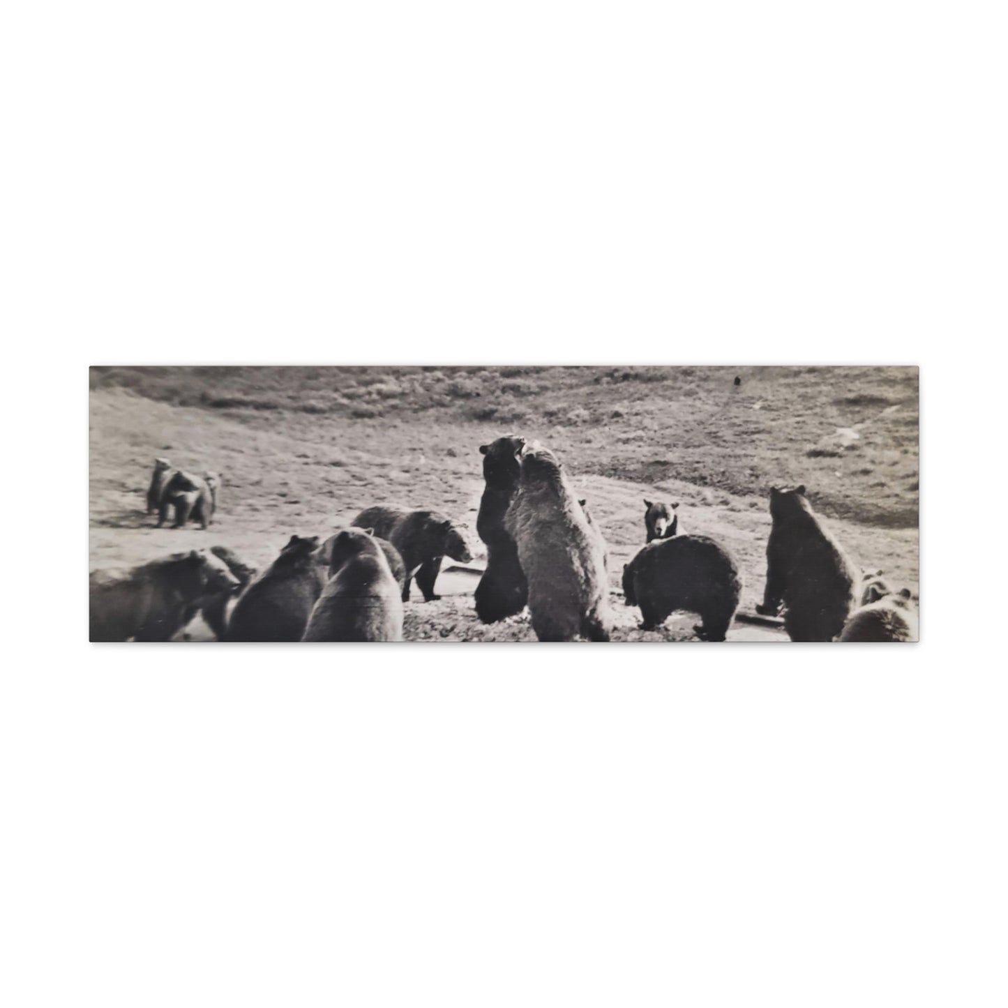 Yellowstone Grizzly Bears Canvas Gallery Wraps