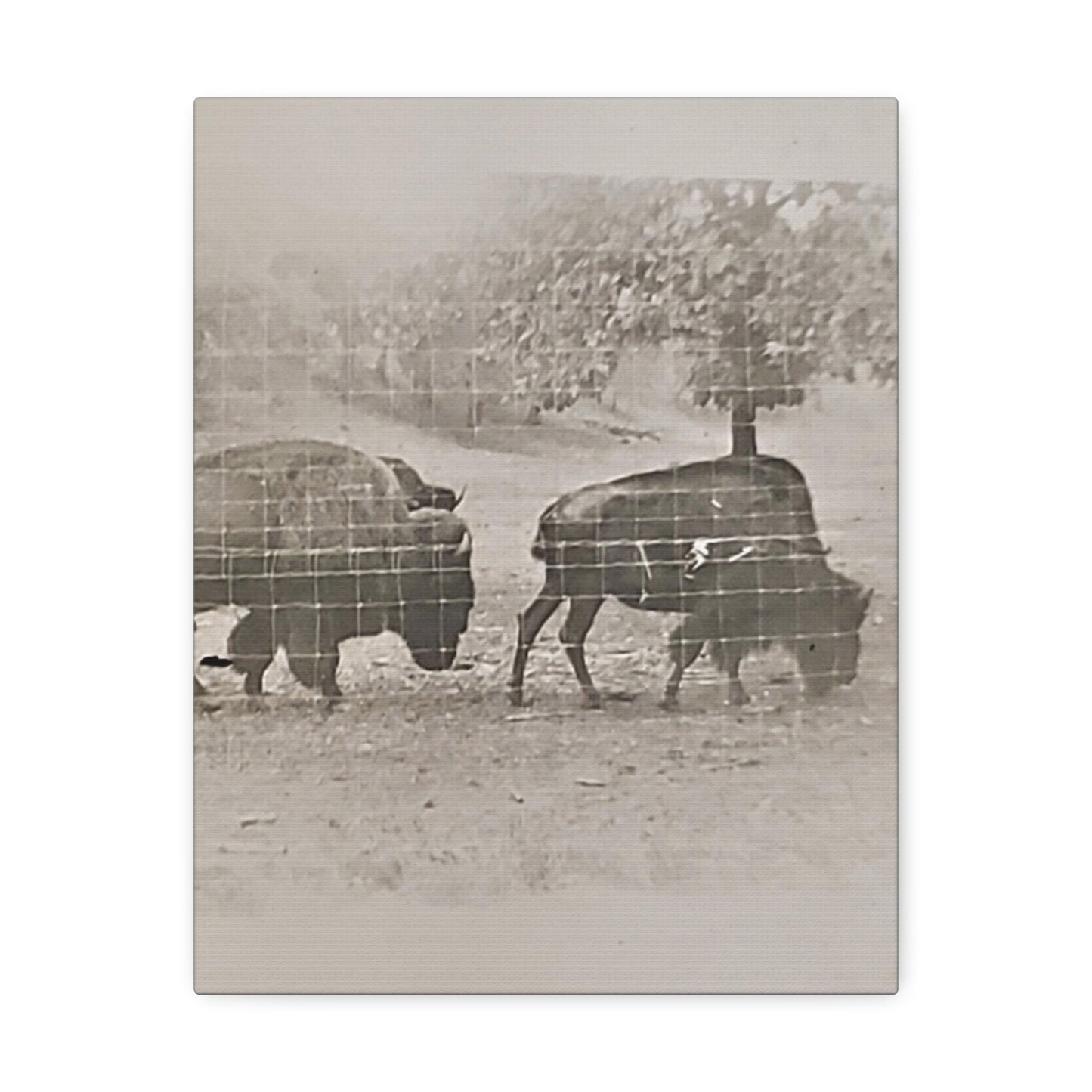 Buffalo at Redwood Falls Stretched Canvas