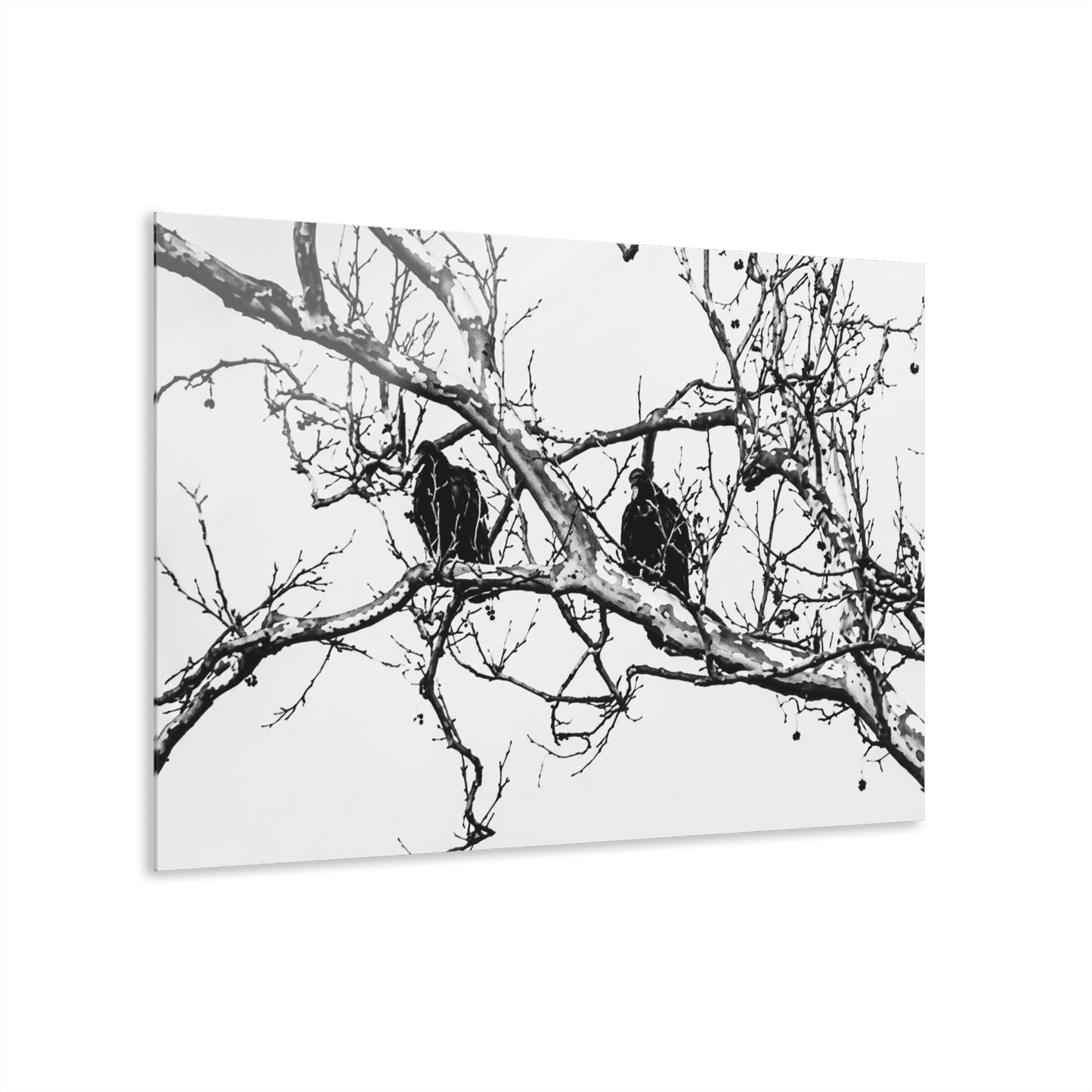 Black & White Buzzards Silhouette Acrylic Print — Modern Minimalist Wall Art - - Home Decor
