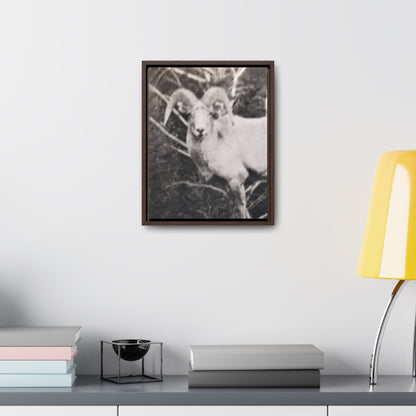 Yellowstone Big Horn Sheep Gallery Canvas Wraps Vertical Frame 11″ x 14″ Premium Gallery Wraps (1.25″) Walnut