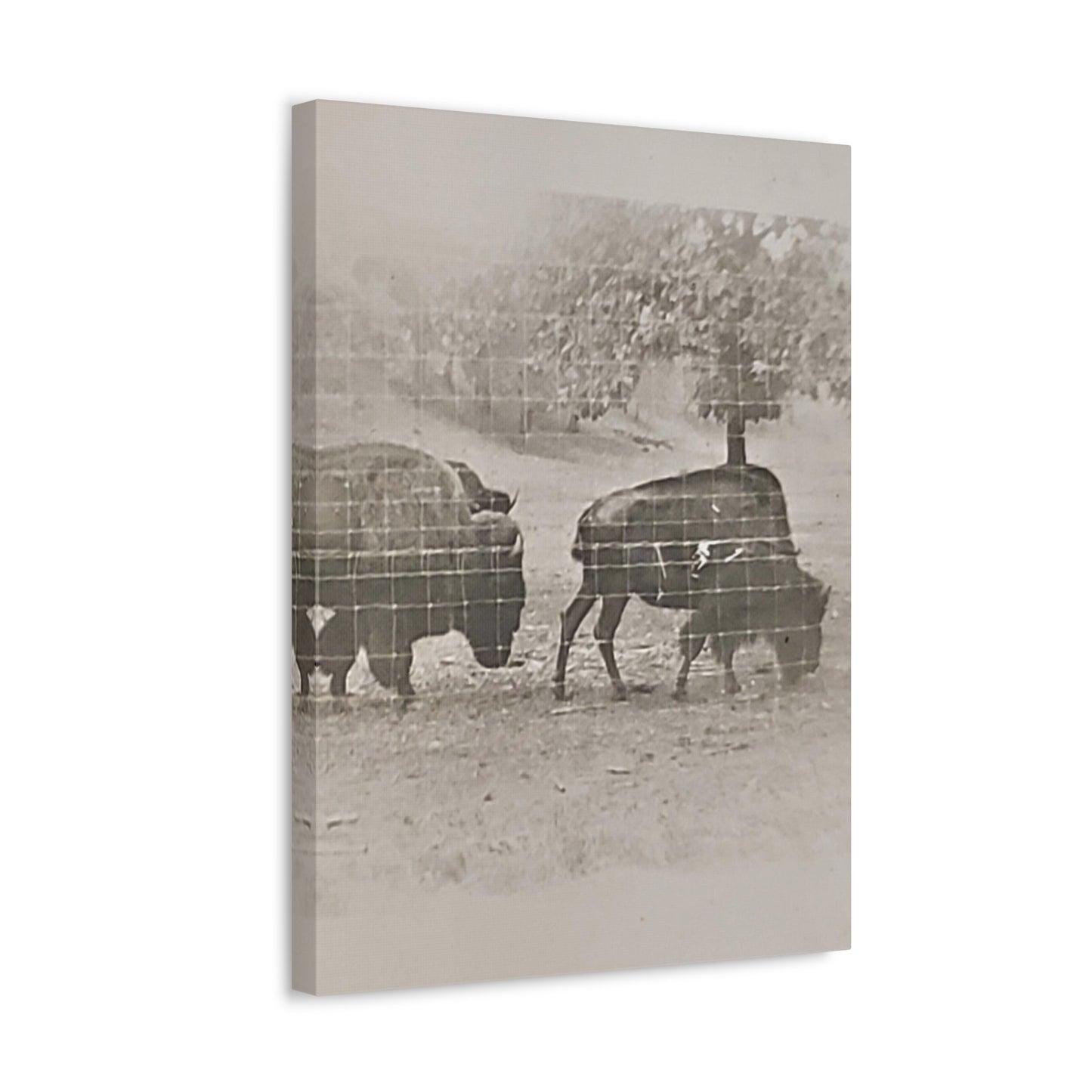 Buffalo at Redwood Falls Stretched Canvas