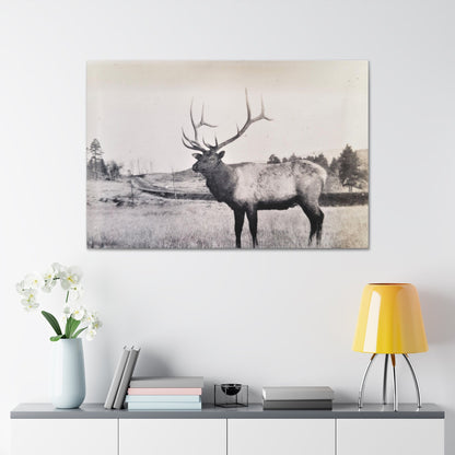 Yellowstone Bull Elk Canvas Gallery Wraps 48″ x 32″ 1.25"