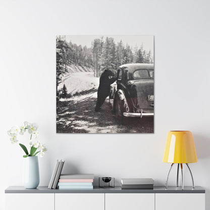 Yellowstone Bear Car Canvas Gallery Wraps 36″ x 36″ 1.25"