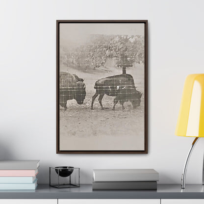 Buffalo at Redwood Falls Gallery Canvas Wraps Vertical Frame 16″ x 24″ Premium Gallery Wraps (1.25″) Walnut