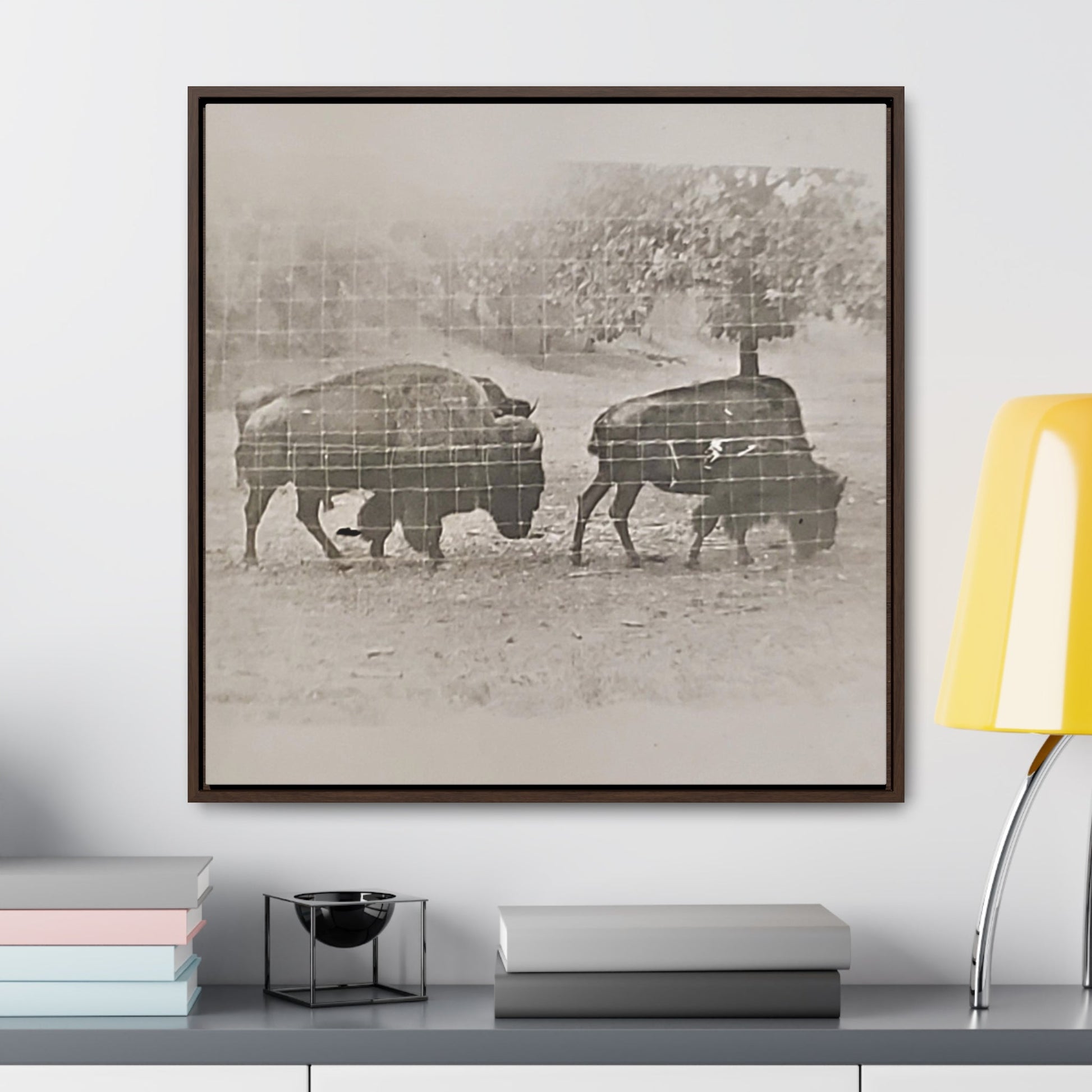 Buffalo at Redwood Falls Gallery Canvas Wraps Square Frame - 30″ x 30″ Premium Gallery Wraps (1.25″) Walnut - Canvas