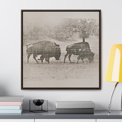Buffalo at Redwood Falls Gallery Canvas Wraps Square Frame 30″ x 30″ Premium Gallery Wraps (1.25″) Walnut